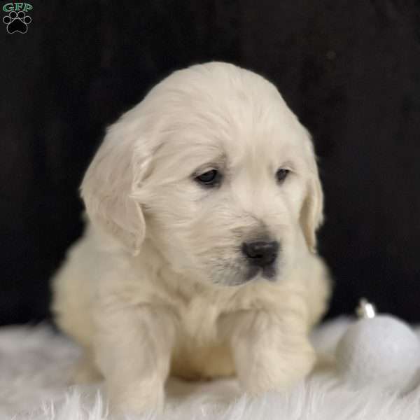 Stevie, English Cream Golden Retriever Puppy