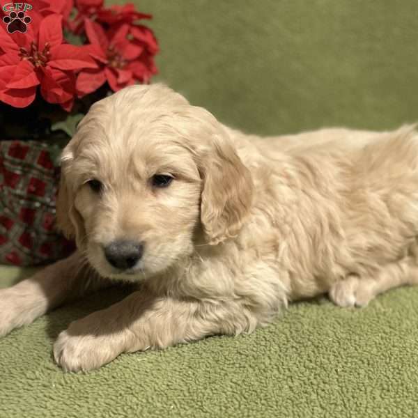 COMET, Goldendoodle Puppy