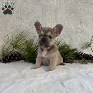 Baxter, French Bulldog Puppy
