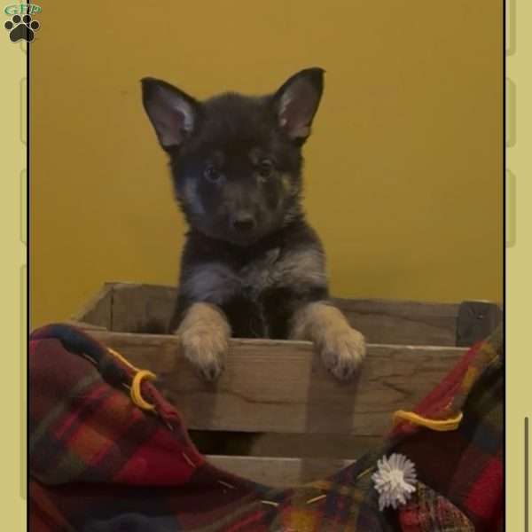 Jax, German Shepherd Puppy