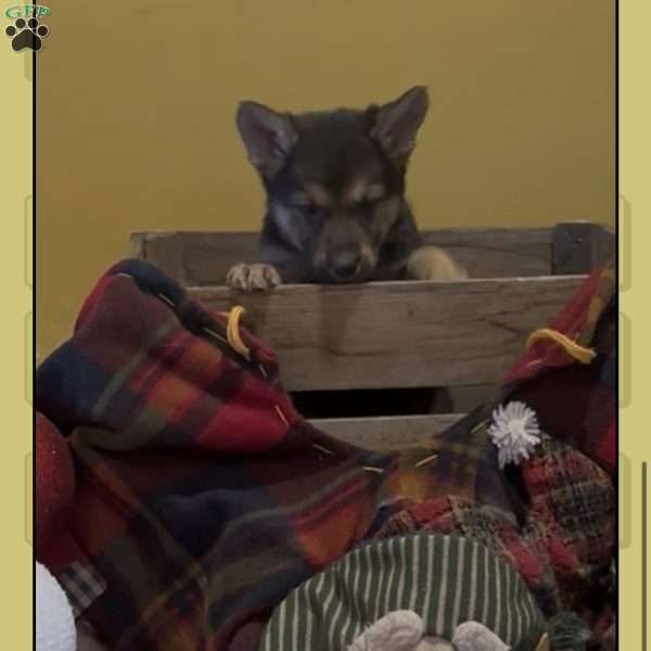 Duke, German Shepherd Puppy