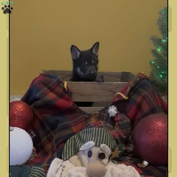 Gus, German Shepherd Puppy