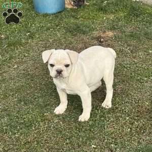 Wally, French Bulldog Puppy