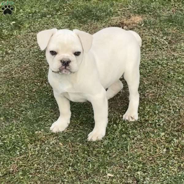 Wally, French Bulldog Puppy