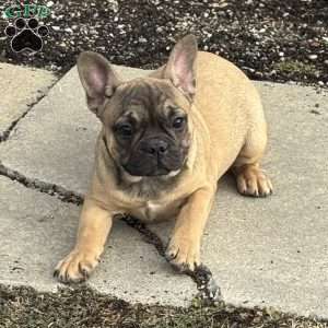 Willow, French Bulldog Puppy