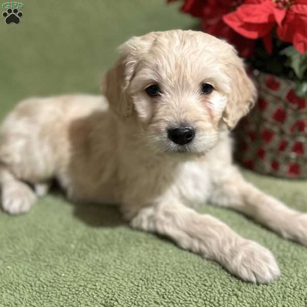 NOEL, Goldendoodle Puppy