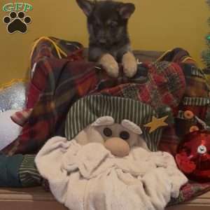 Joy, German Shepherd Puppy