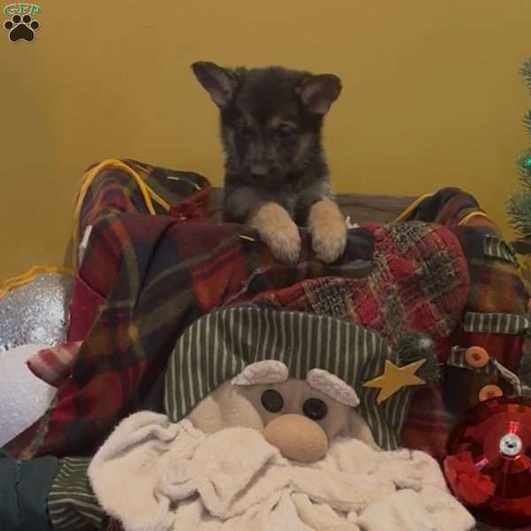Joy, German Shepherd Puppy
