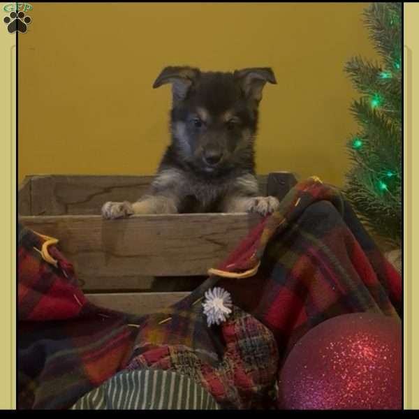 Aspen, German Shepherd Puppy