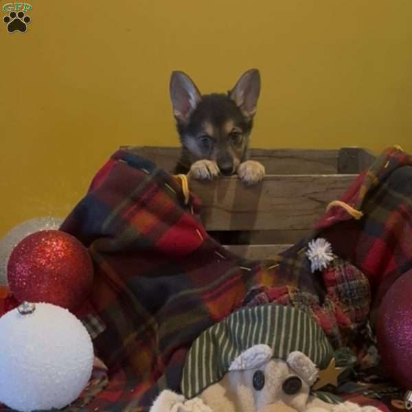 Bear, German Shepherd Puppy