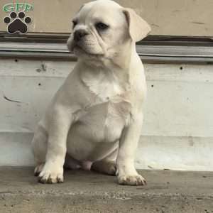 Wally, French Bulldog Puppy
