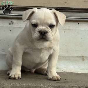 Wally, French Bulldog Puppy