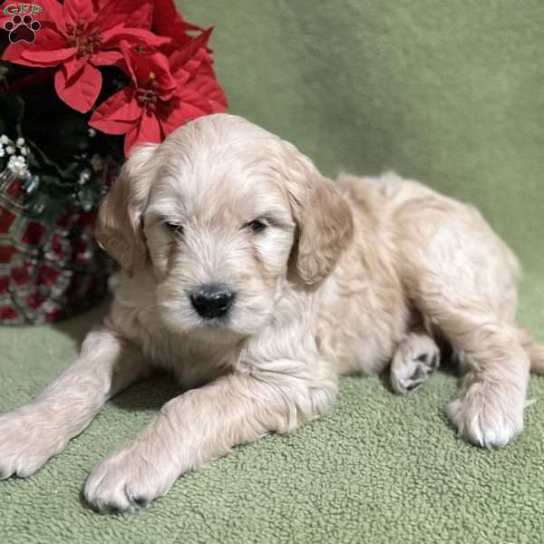 CUPID, Goldendoodle Puppy
