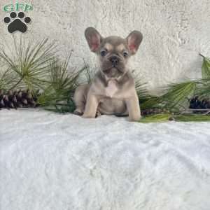 Baxter, French Bulldog Puppy