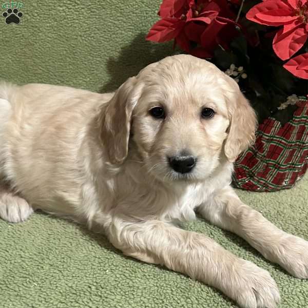 MERRY, Goldendoodle Puppy