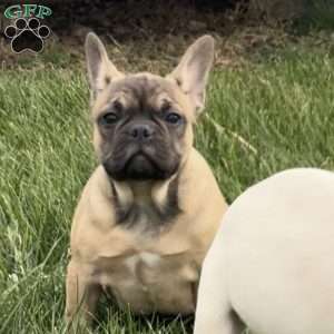 Willow, French Bulldog Puppy