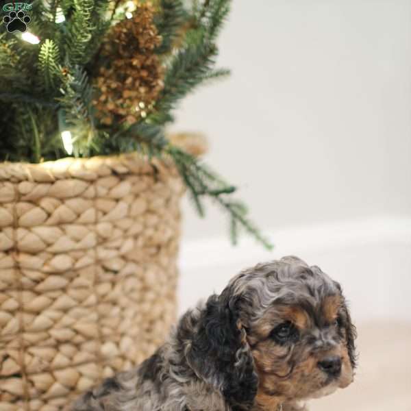 Ziggy, Cavapoo Puppy