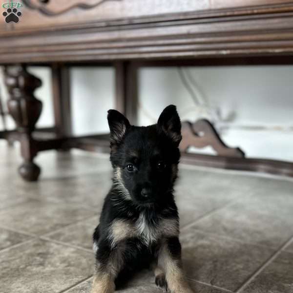 Zephyr, German Shepherd Puppy