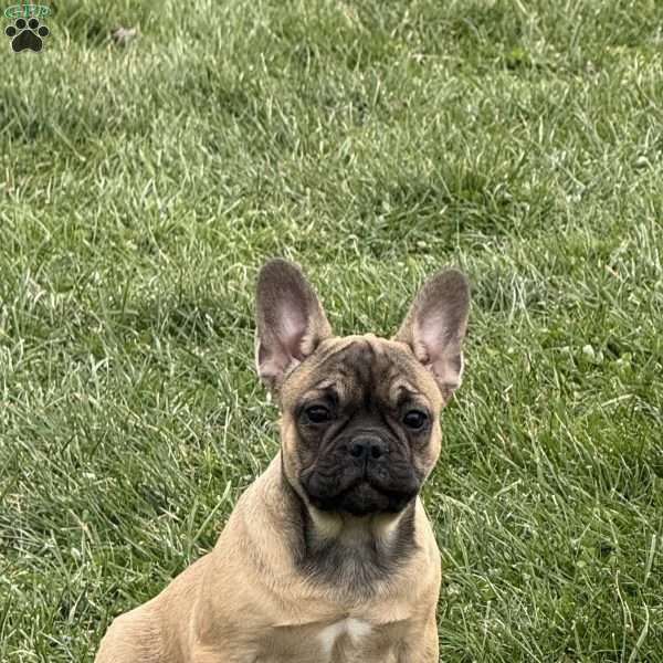 Willow, French Bulldog Puppy