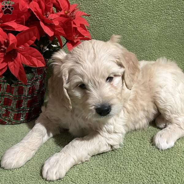 JOY, Goldendoodle Puppy