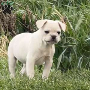 Wally, French Bulldog Puppy