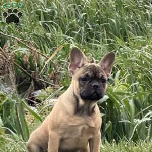 Willow, French Bulldog Puppy