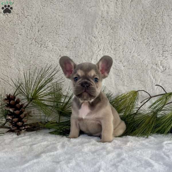 Baxter, French Bulldog Puppy
