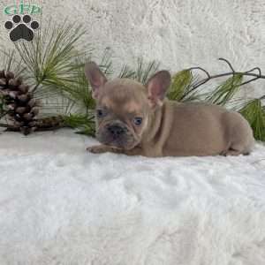 Bruno, French Bulldog Puppy