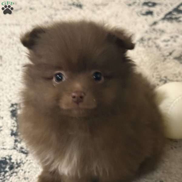 Calvin, Pomeranian Puppy