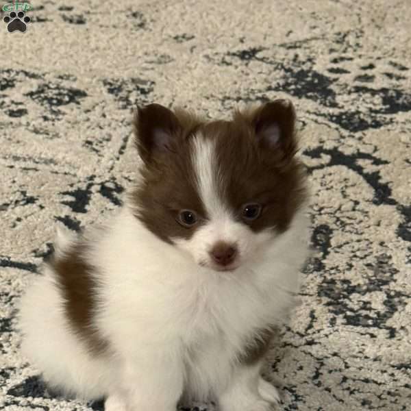 Belly, Pomeranian Puppy