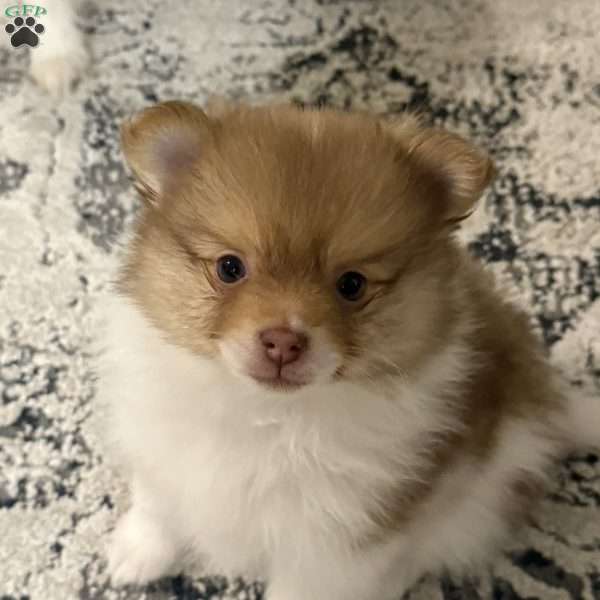 Phillip, Pomeranian Puppy