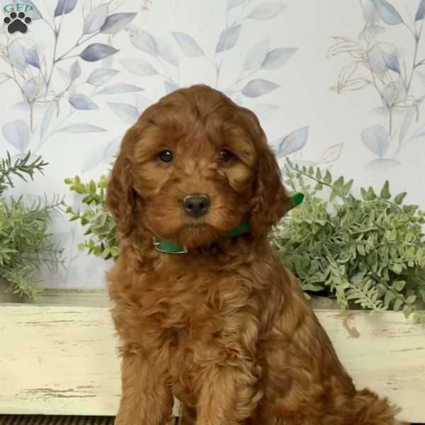 Molly, Mini Goldendoodle Puppy