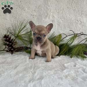 Bruno, French Bulldog Puppy