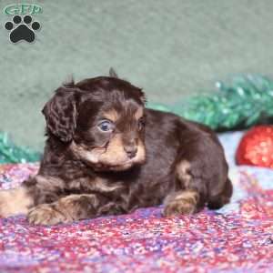 Petey, Cavapoo Puppy