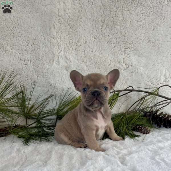 Bruno, French Bulldog Puppy