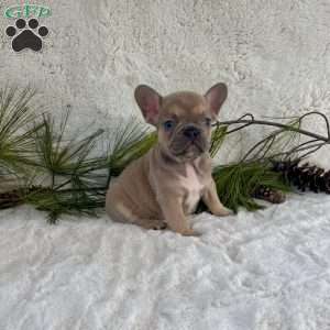 Bruno, French Bulldog Puppy