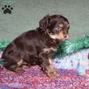 Petey, Cavapoo Puppy
