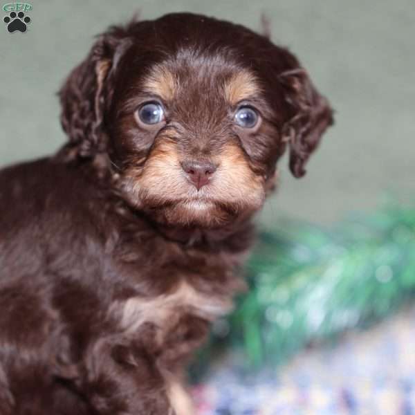 Petey, Cavapoo Puppy