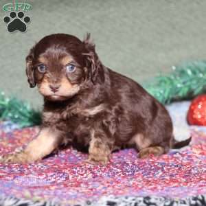 Petey, Cavapoo Puppy