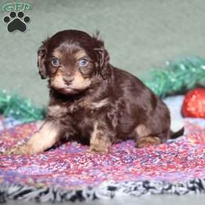 Petey, Cavapoo Puppy