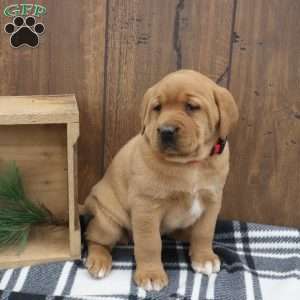 Sparkle, Fox Red Labrador Retriever Puppy
