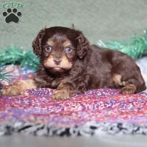 Petey, Cavapoo Puppy