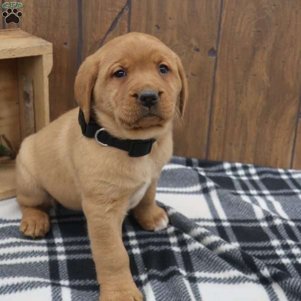 Winter, Fox Red Labrador Retriever Puppy