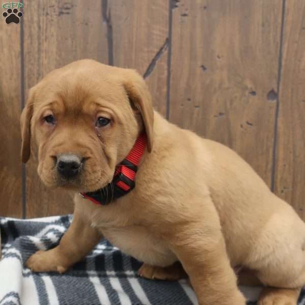 Dasher, Fox Red Labrador Retriever Puppy