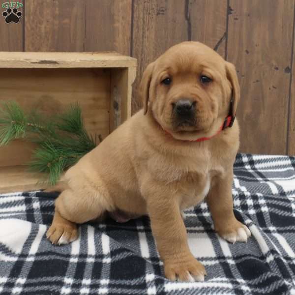 Ivy, Fox Red Labrador Retriever Puppy