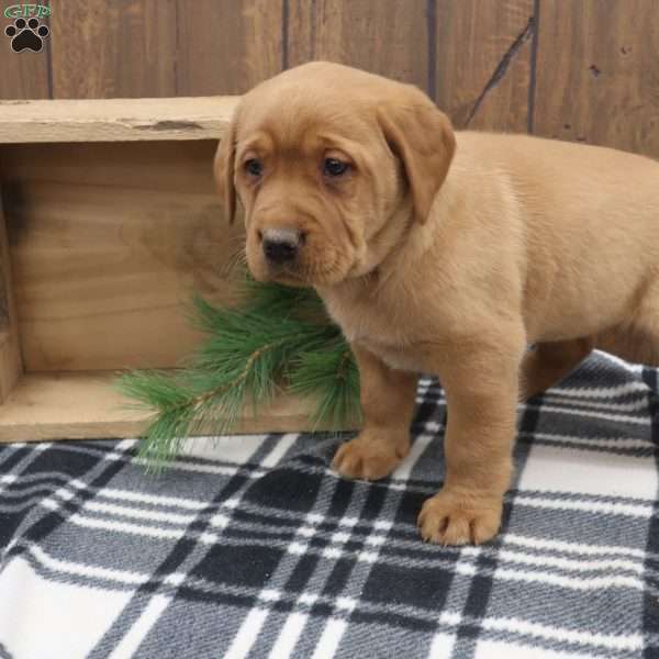 Spruce, Fox Red Labrador Retriever Puppy