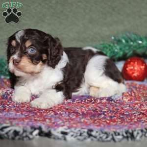 Peanut, Cavapoo Puppy