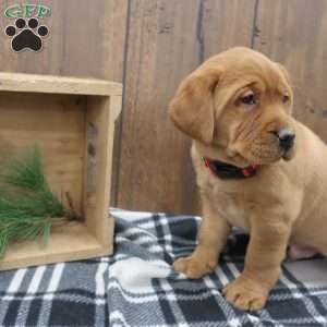 Dasher, Fox Red Labrador Retriever Puppy