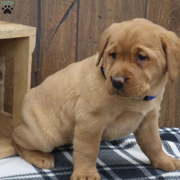 Evergreen, Fox Red Labrador Retriever Puppy