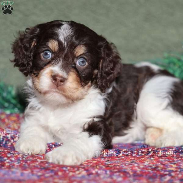 Peanut, Cavapoo Puppy